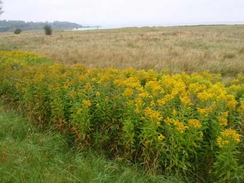 A nice crop of Ragweed.